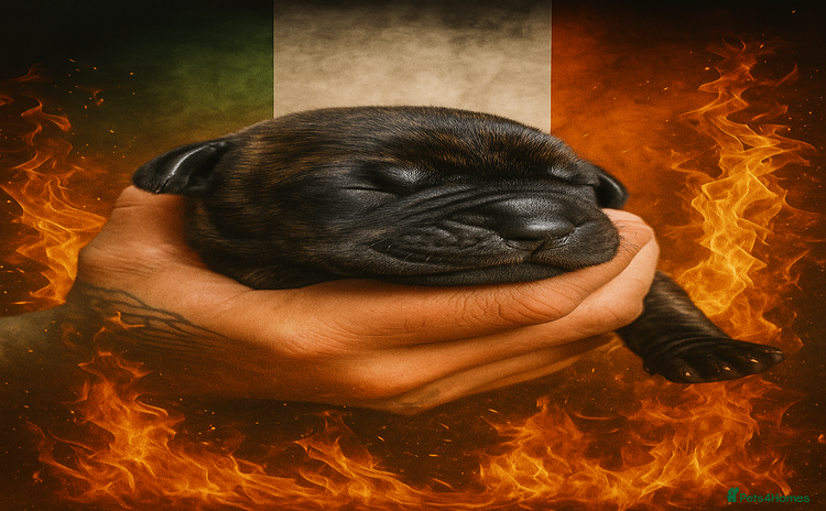 Cane Corso dogs - Advert 15