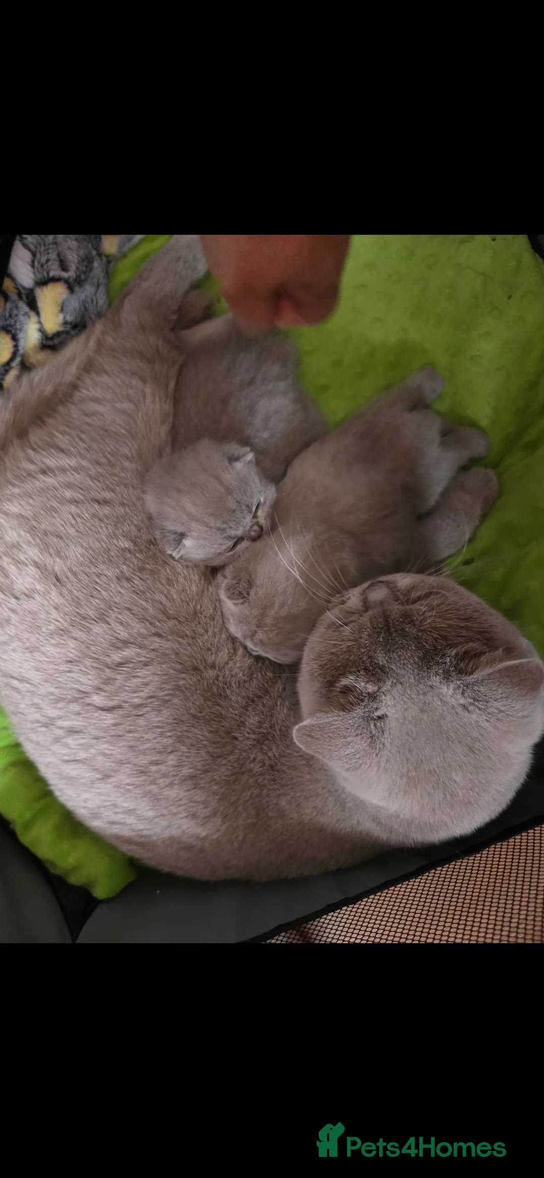 British Shorthair cats for sale: 🐻🏆CHAMPION 🏆🐻 LILAC KITTENS🐷 - Advert 19