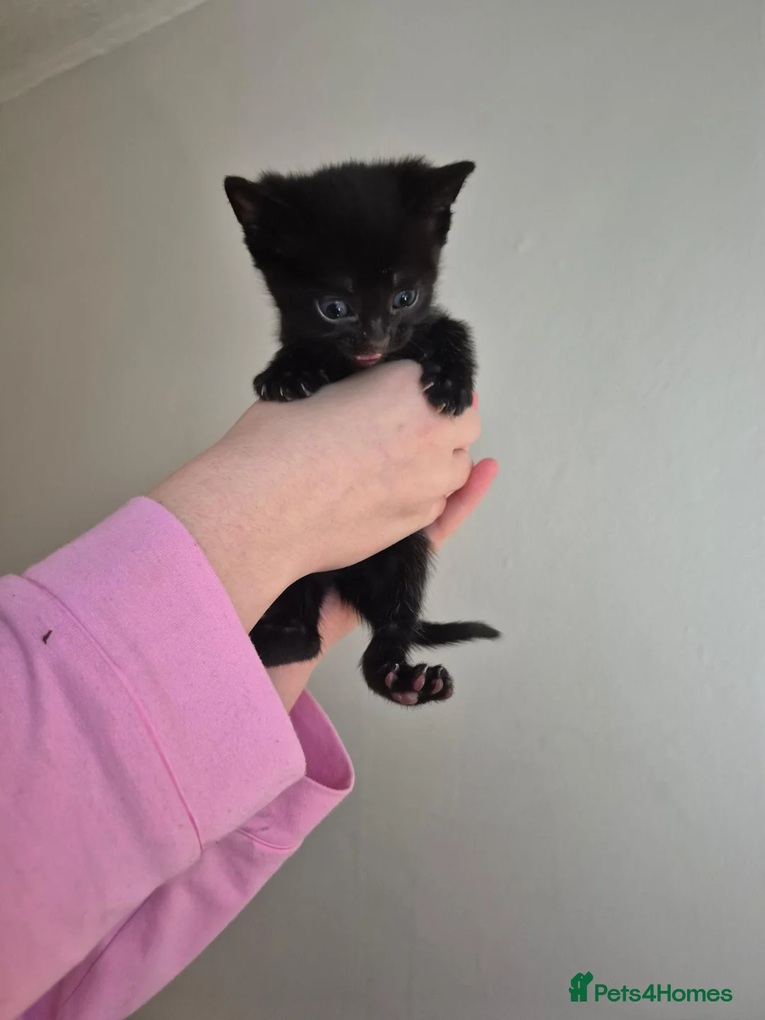 Mixed Breed cats for sale: Dolli mix  - Advert 7