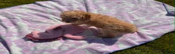 Cavapoo dogs for sale: Cute toy cavapoo puppies reds/apricots 2 left   in Airdrie - Advert 6