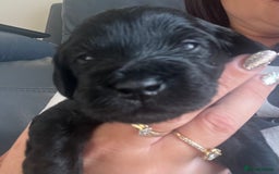 Cavapoo dogs for sale: ONLY our clever little Ricki left!  - Image 8