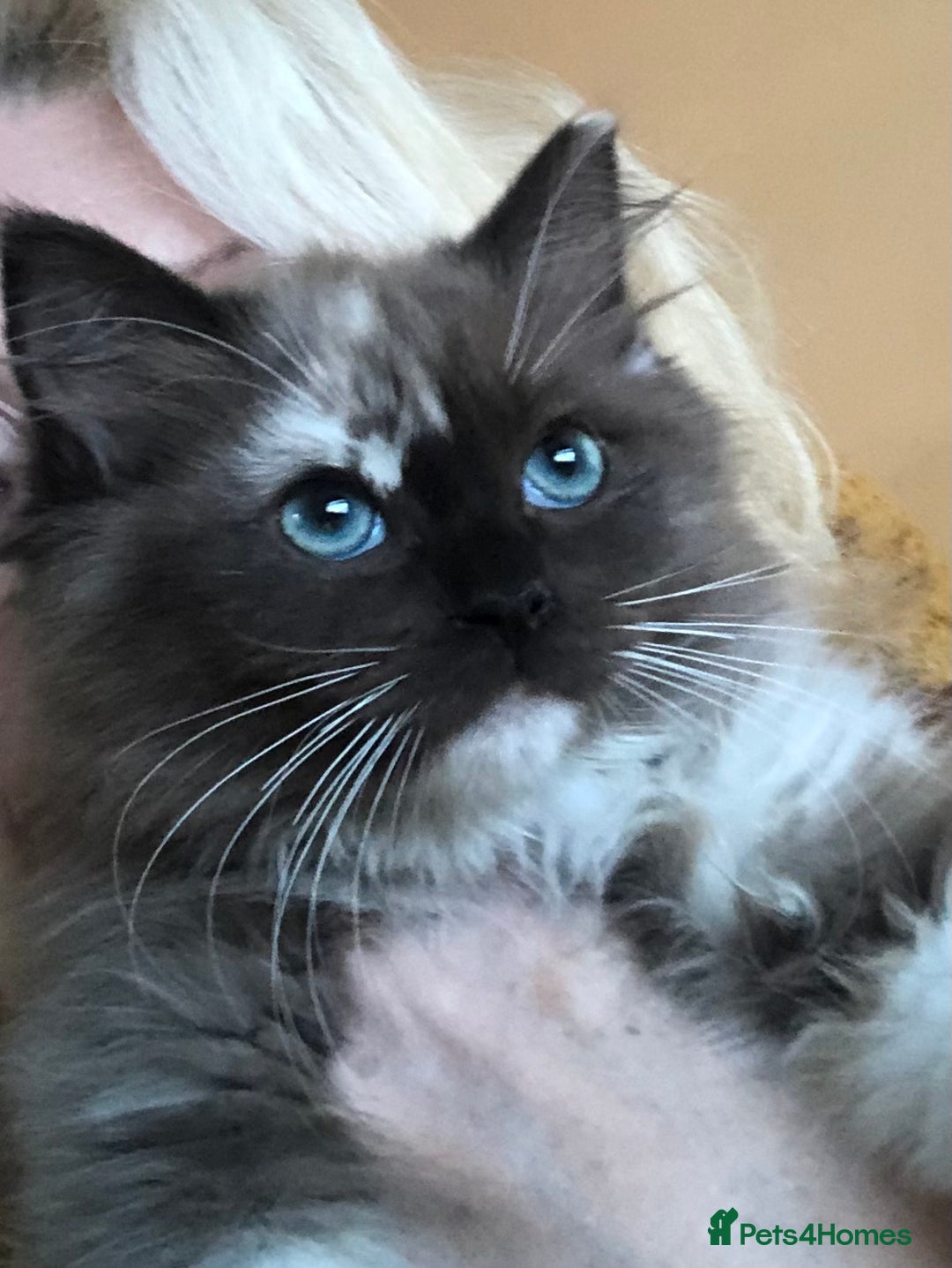 Ragdoll cats for sale: Tica reg seal sepia Cherubim Ragdoll year old girl - Advert 12