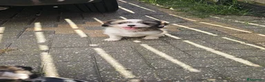 Cava Tzu Puppy 1