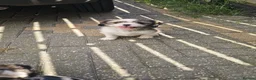 Cava Tzu dogs for sale: READY NOW stunning puppies  - Advert 5