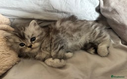 Persian cats for sale: Cute Persian Kittens 2 Left For Sale - Image 9