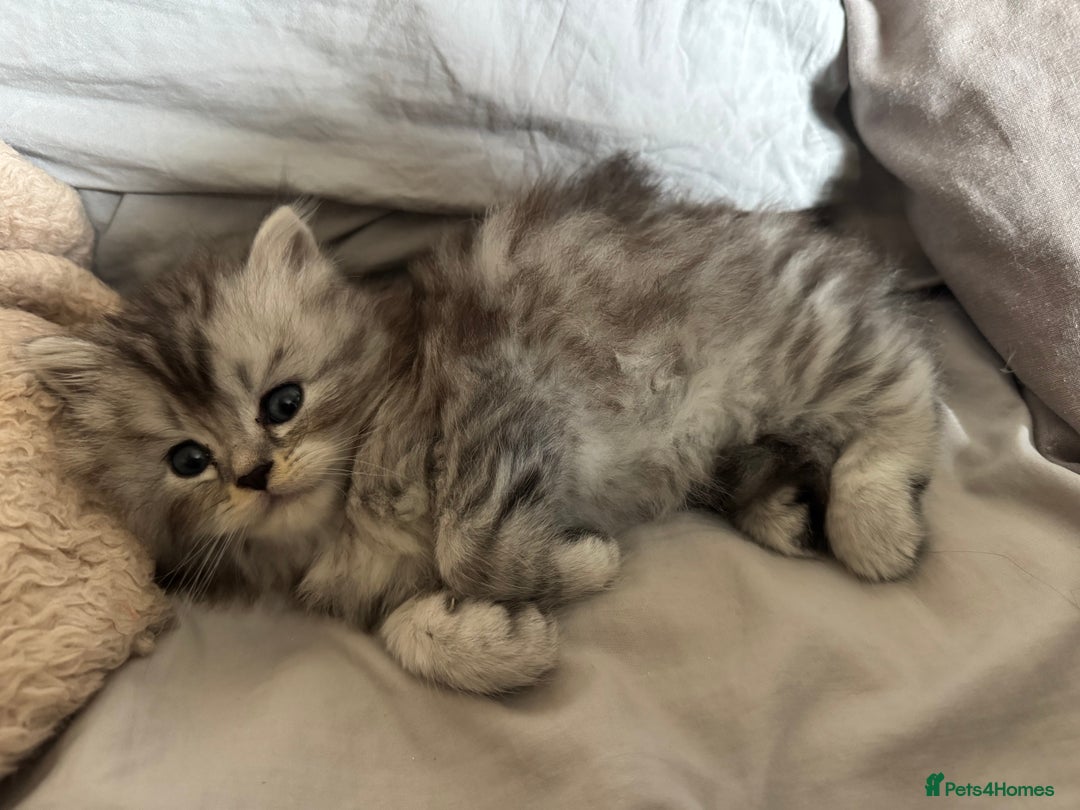 Persian cats for sale: Cute Persian Kittens 2 Left For Sale - Image 9