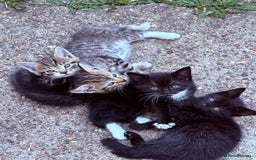 Mixed Breed cats for sale: healthy mixed kittens  - Image 1