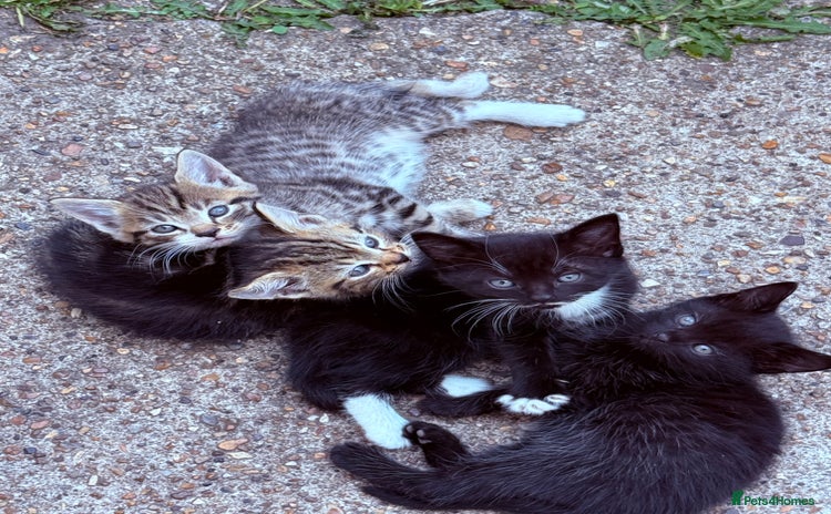 Mixed Breed cats - Advert 4