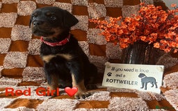 Rottweiler dogs for sale: Stunning kc registered Rottweiler pups.  - Image 5