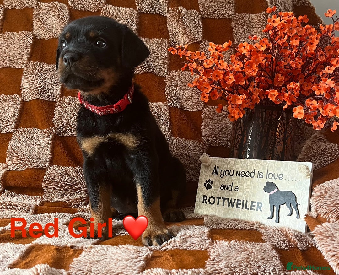 Rottweiler dogs for sale: Stunning kc registered Rottweiler pups.  - Image 5