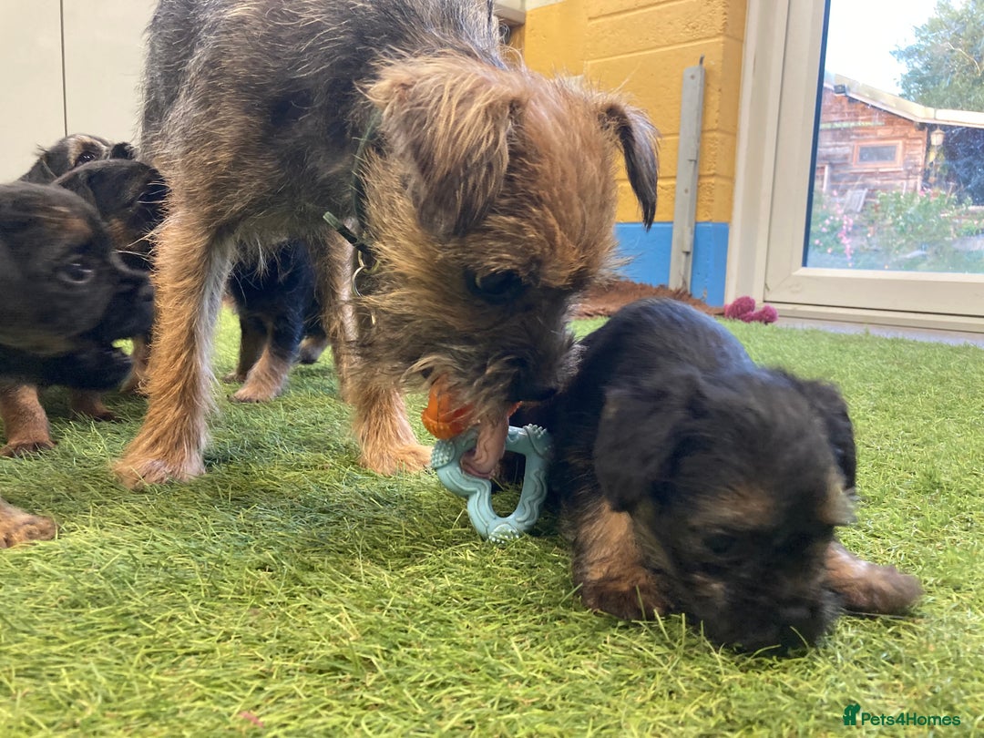 Border Terrier dogs for sale: Border Terrier puppies  - Image 9