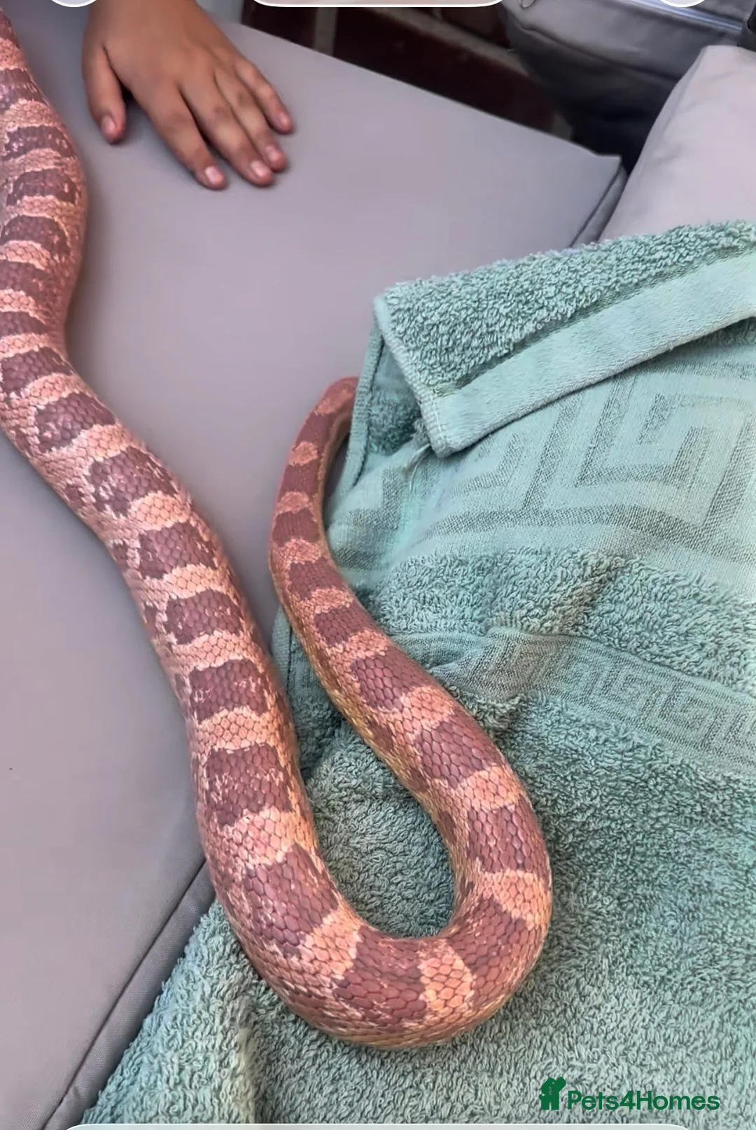 Corn Snake reptiles for sale: Corn Snake Full Set UP  in Hartlepool - Advert 2