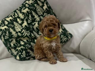 Toy Poodle dogs Toy poodle puppies. - Advert 2
