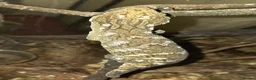 Gecko reptiles for sale: Moro leachianus gecko - Advert 3