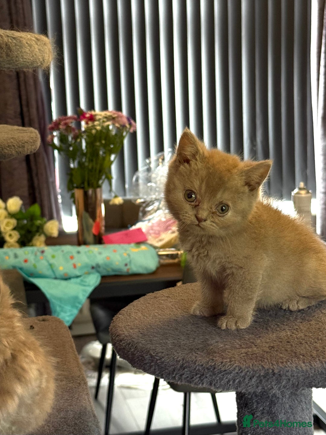 British Shorthair cats for sale: Beautiful British Shorthairs  - Image 6