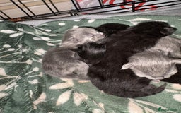British Shorthair cats for sale: 1 Gorgeous Black kitten Remaining - Image 11