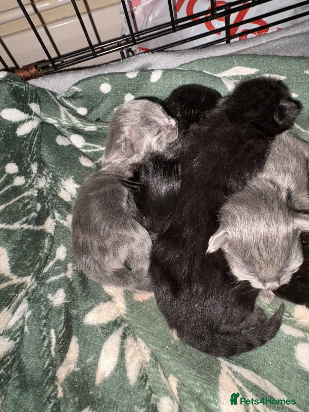 British Shorthair cats for sale: 1 Gorgeous Black kitten Remaining - Image 11