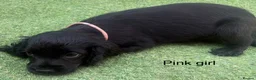 Cocker Spaniel dogs for sale: Beautiful cocker spaniel - Advert 34