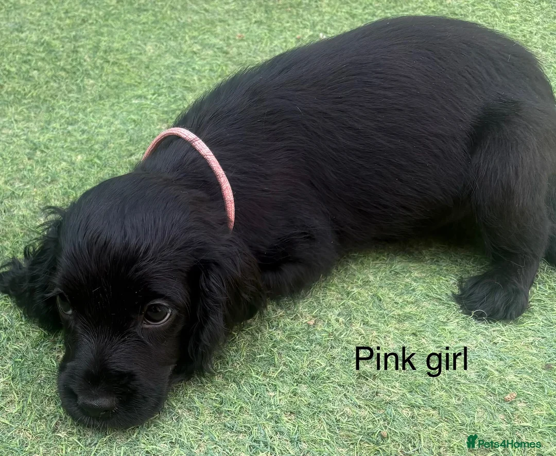 Cocker Spaniel dogs for sale: Beautiful cocker spaniel - Advert 34