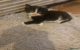 British Shorthair cats for sale: Cross half BRITISH shorthair kittens  - Advert 6