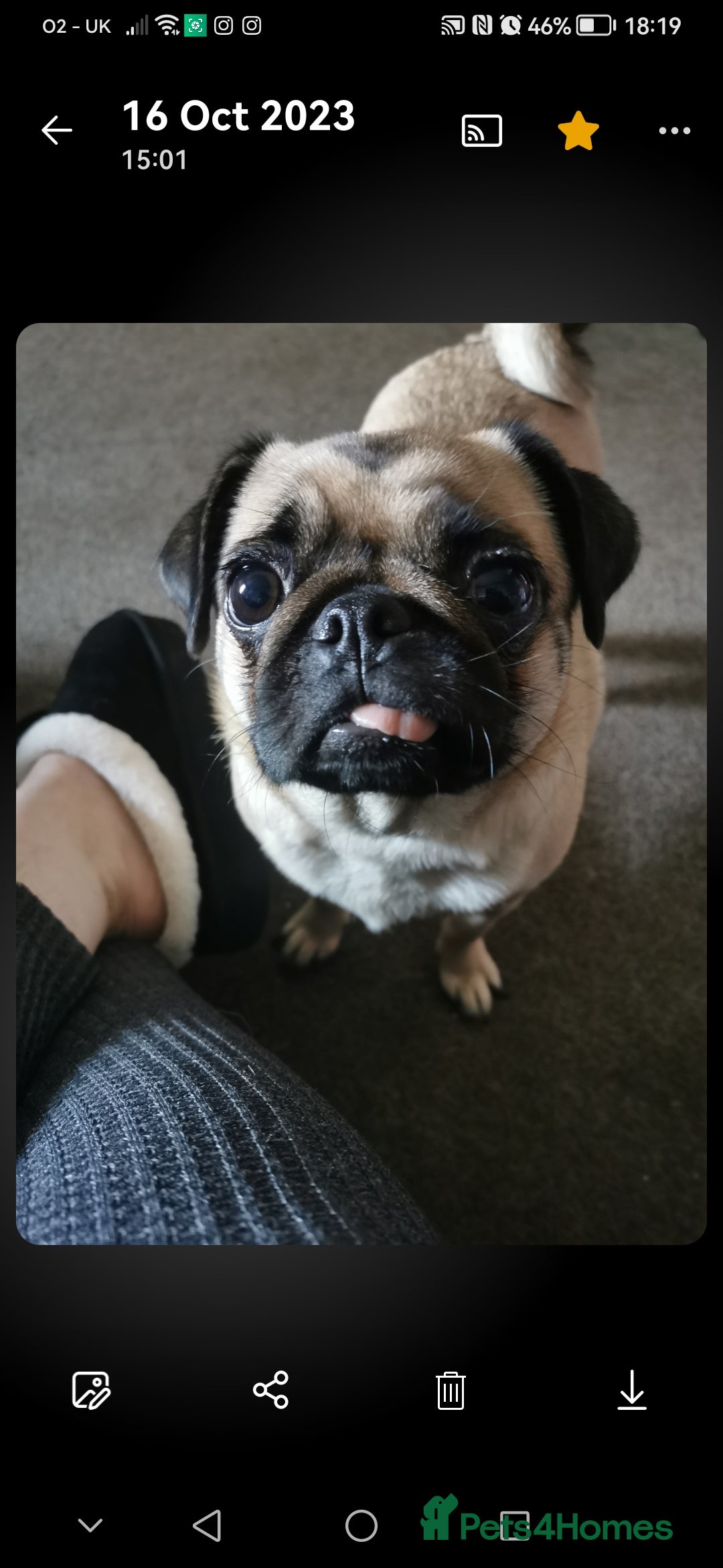 Pug dogs for sale: Luna for sale - Advert 5