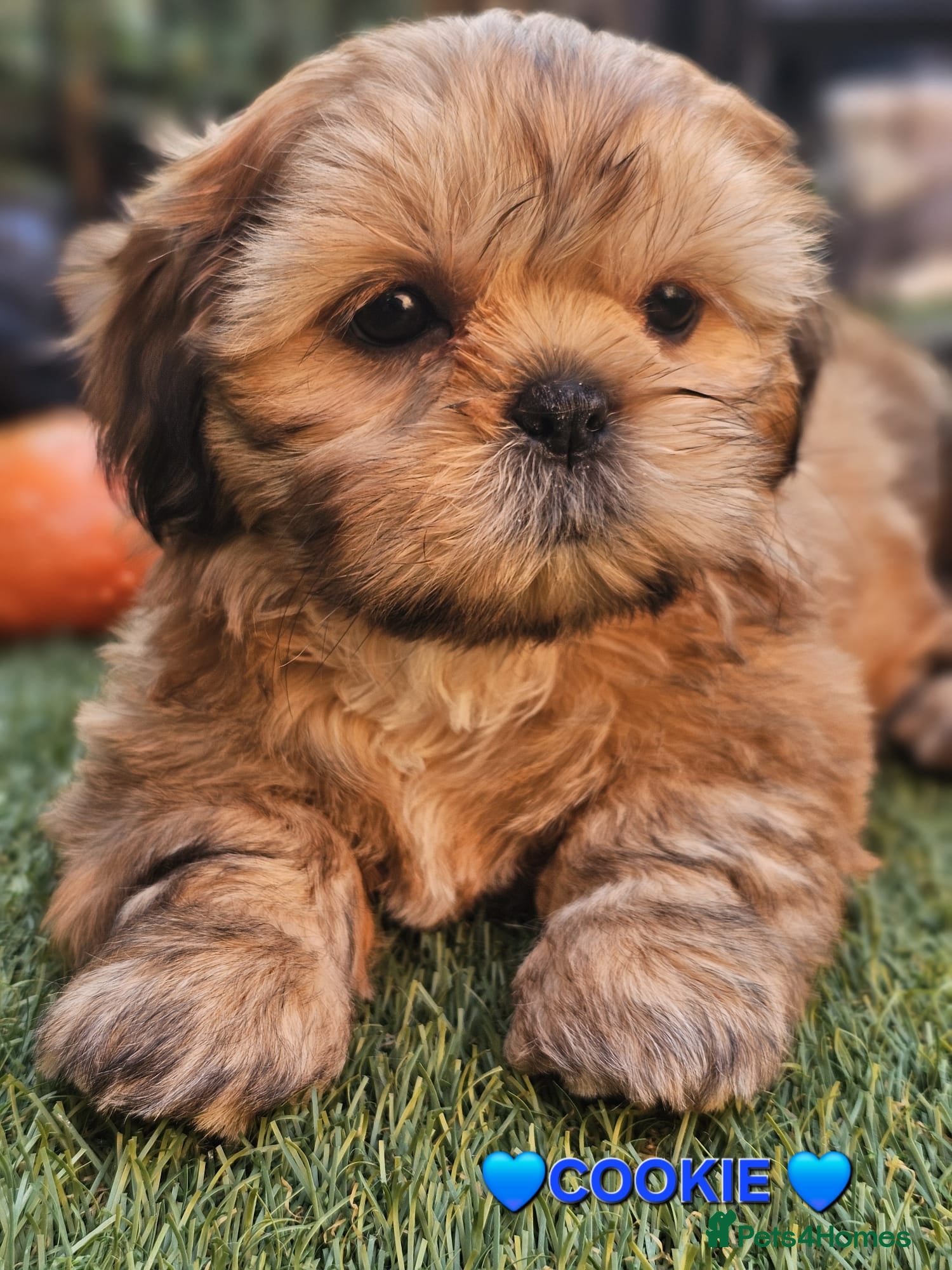 Shih Tzu dogs STUNNING PURE STANDARD SHIH TZU  - Advert 4