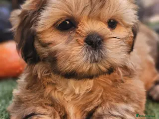 Shih Tzu dogs STUNNING PURE STANDARD SHIH TZU - Advert 4