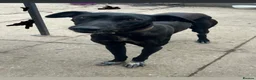 Mixed Breed dogs for sale: Black male greyhound - Advert 2