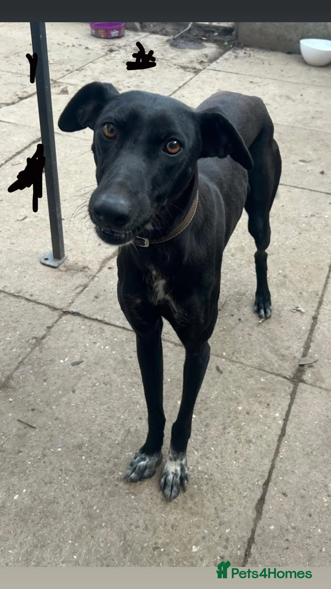Mixed Breed dogs for sale: Black male greyhound - Advert 2