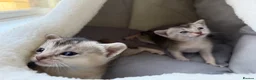 Abyssinian cats for sale: 2 beautiful Abyssinian boys  - Advert 8