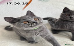 British Shorthair cats for sale: Beautiful British Shorthair Girls  in Bristol - Image 6