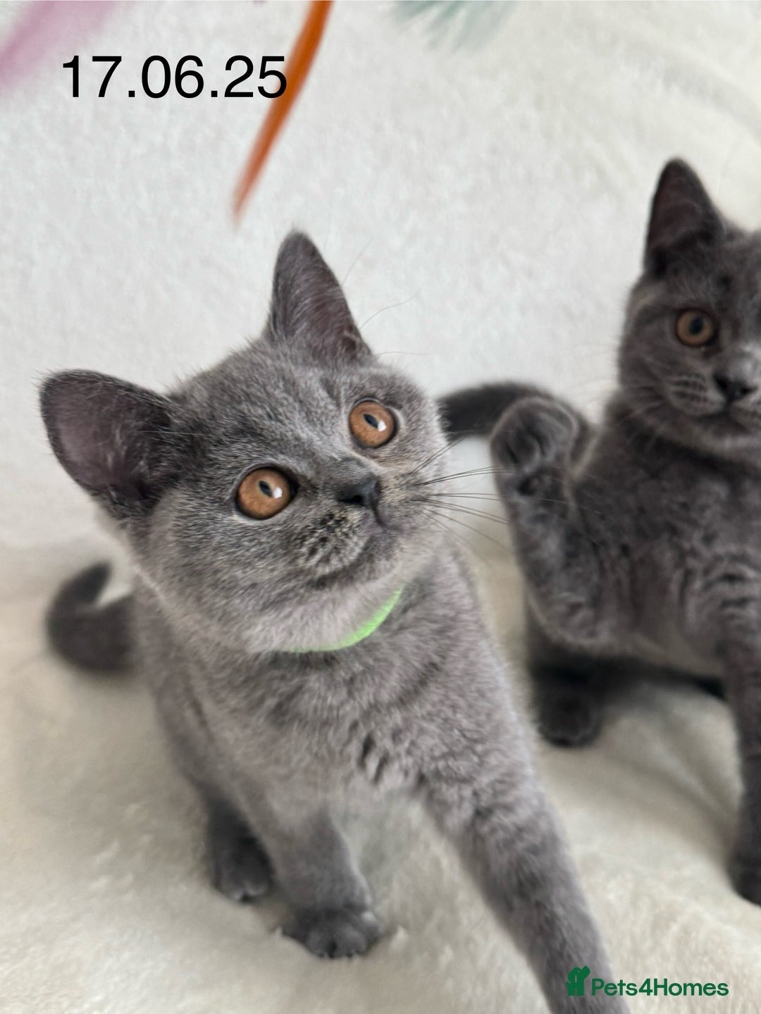 British Shorthair cats for sale: Beautiful British Shorthair Girls  in Bristol - Image 6