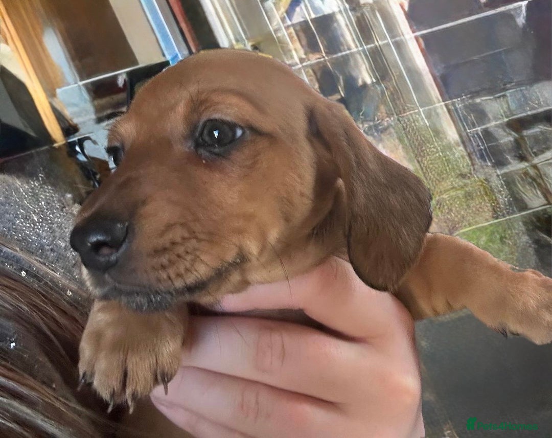 Miniature Dachshund dogs for sale: Miniature Dachshund pups - Advert 8