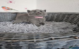British Shorthair cats for sale: Gccf British Shorthair kittens  - Image 7