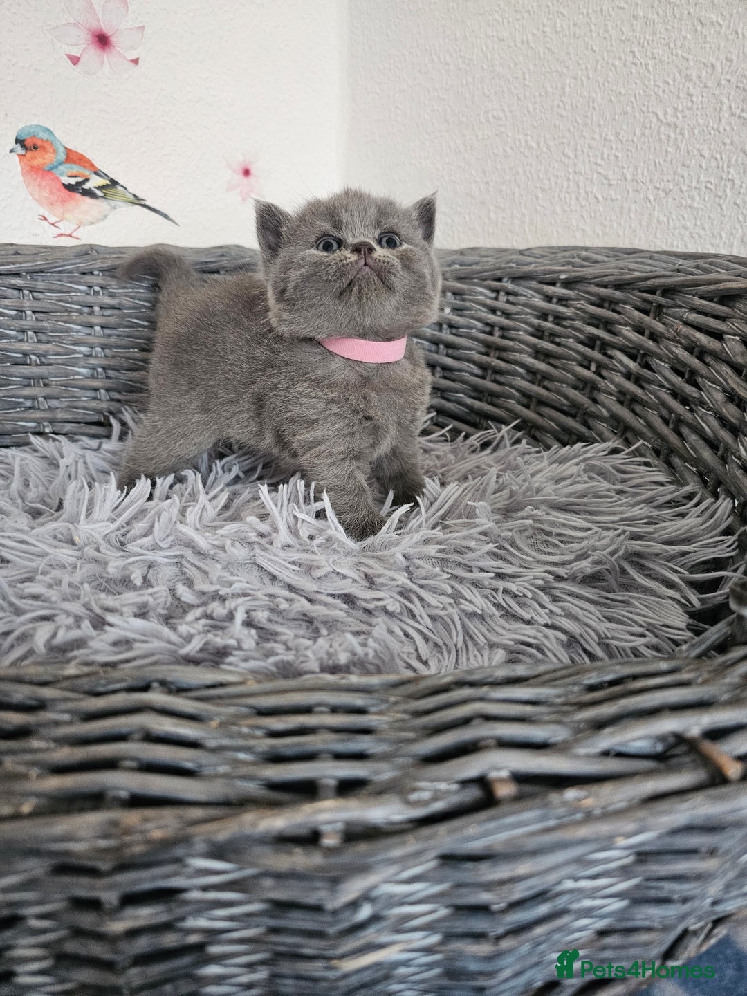 British Shorthair cats for sale: Gccf British Shorthair kittens  - Image 7
