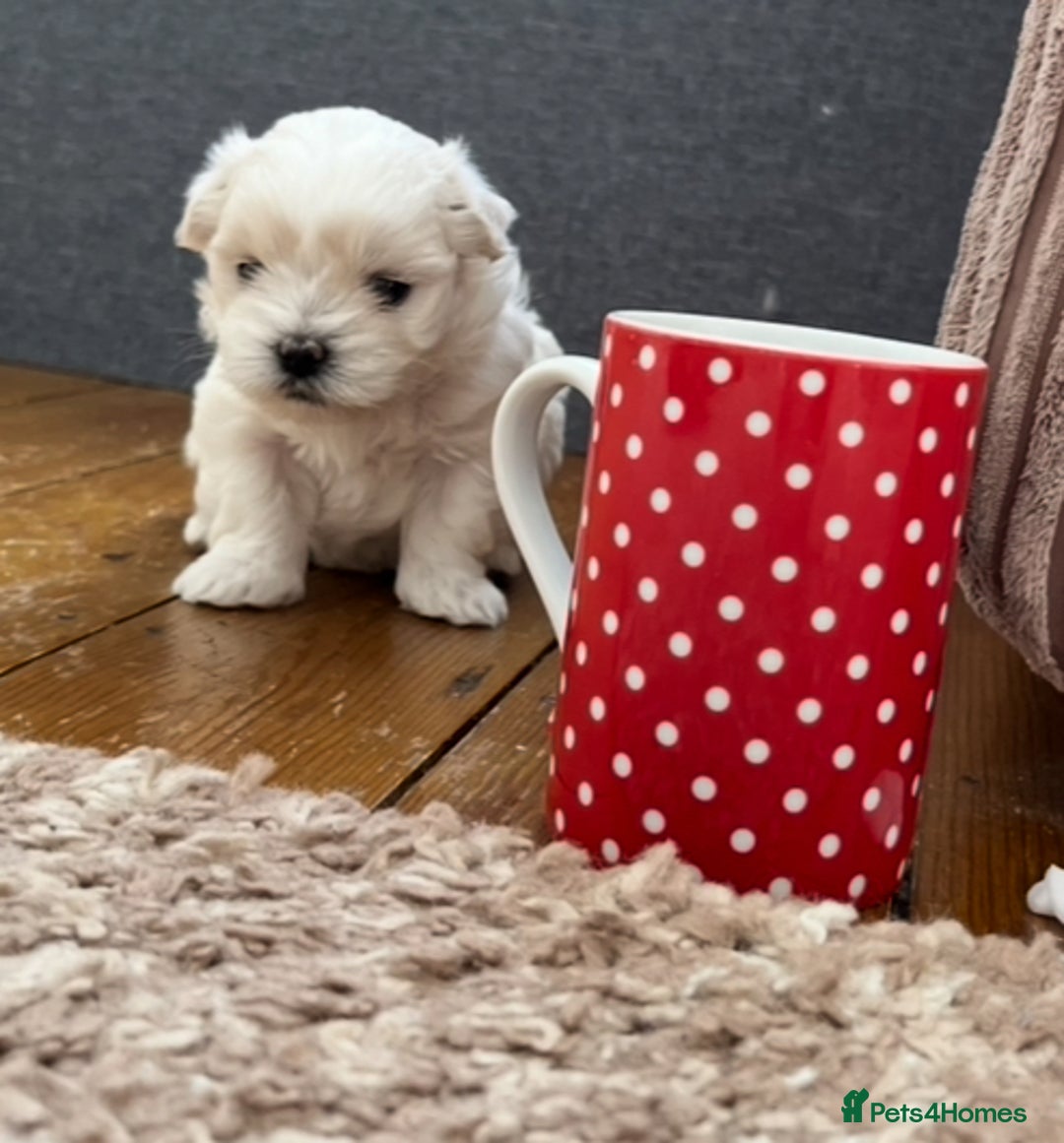 Maltese dogs for sale: Miniature Maltese - Advert 8