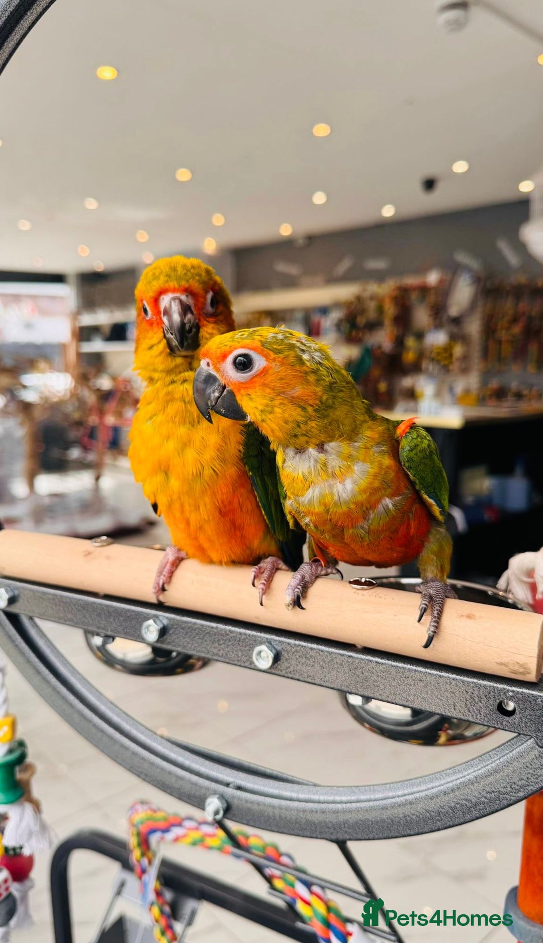 Parrots birds for sale: Parrots  - Image 17