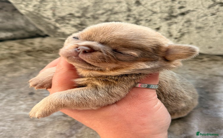 Chihuahua dogs 💖 Esquire litter of chihuahua puppies 💖 - Advert 1