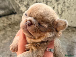 Chihuahua dogs 💖 Esquire litter of chihuahua puppies 💖 - Advert 20