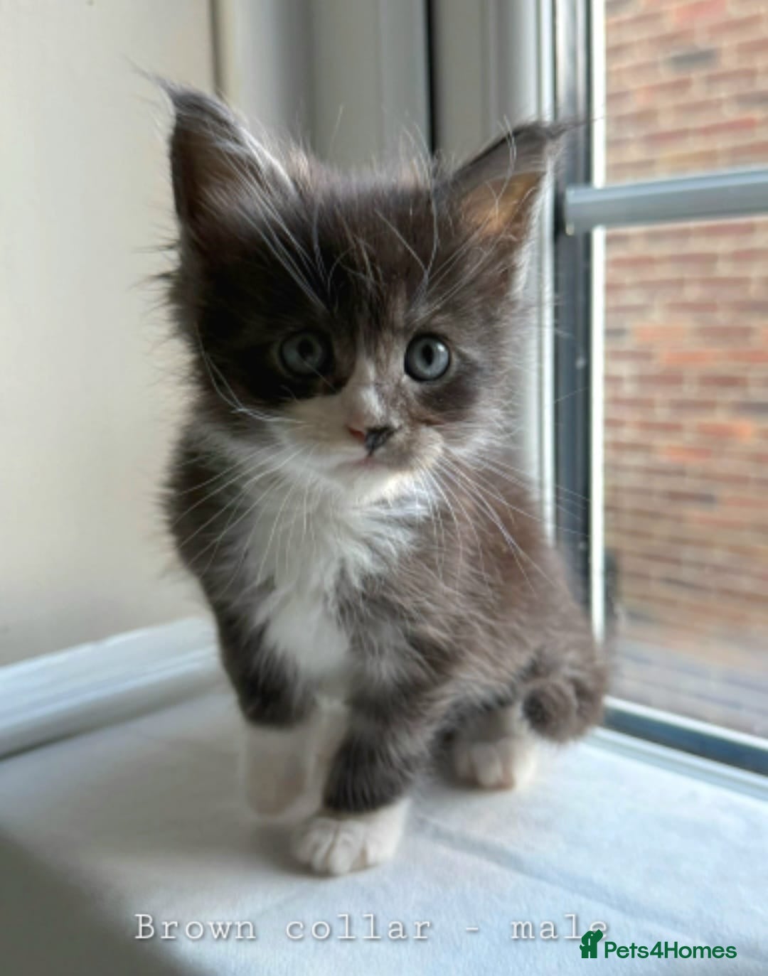 Maine Coon cats TICA Reg Maine Coon Kittens Unique Black Smokes - Advert 1