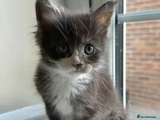 Maine Coon cats TICA Reg Maine Coon Kittens Unique Black Smokes - Advert 1