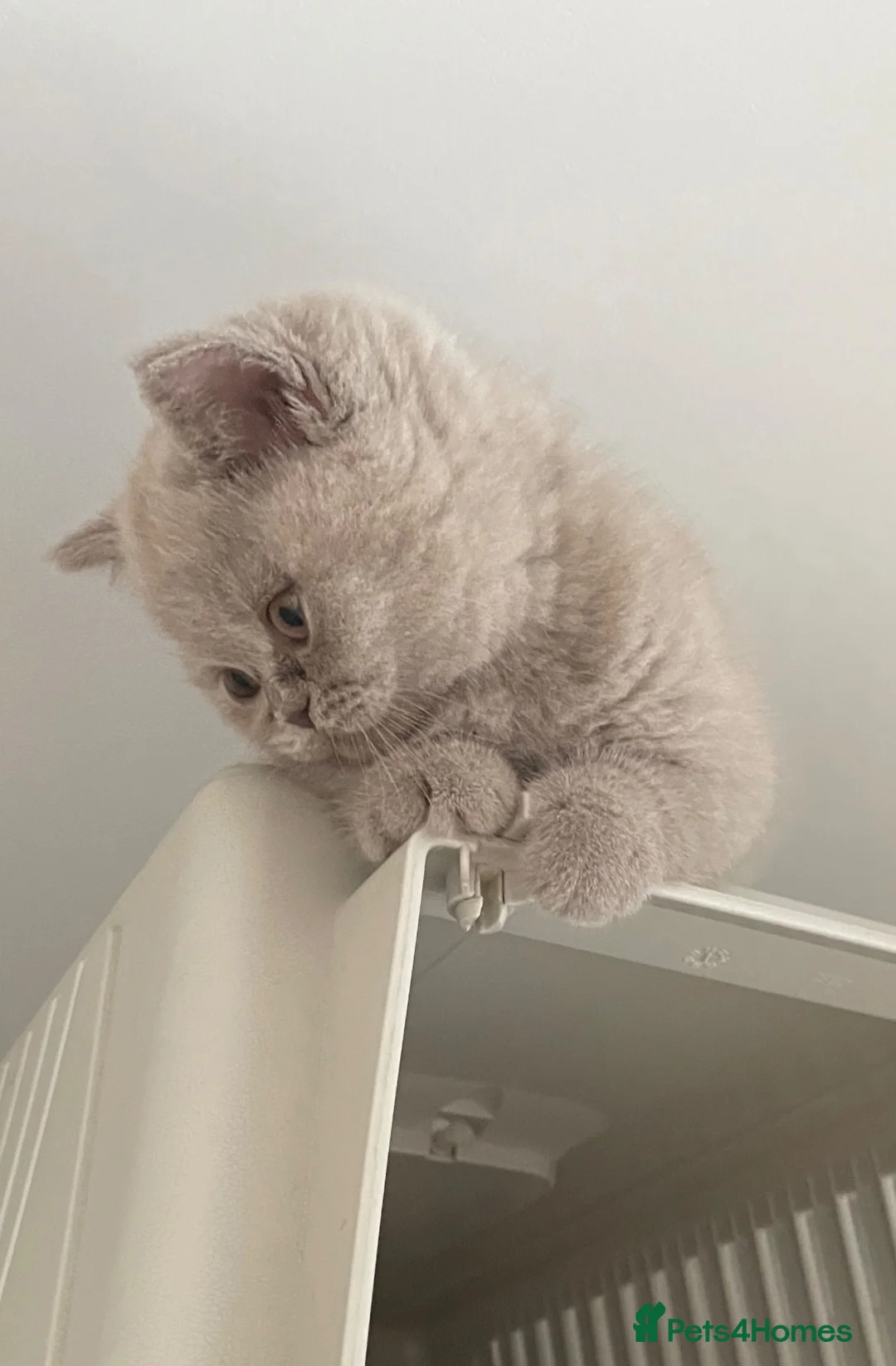 British Shorthair cats for sale: GCCF Champion British Shorthair kitten - Advert 2