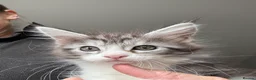 Maine Coon cats for sale: Stunning silver Maine Coon kittens ready now - Advert 9