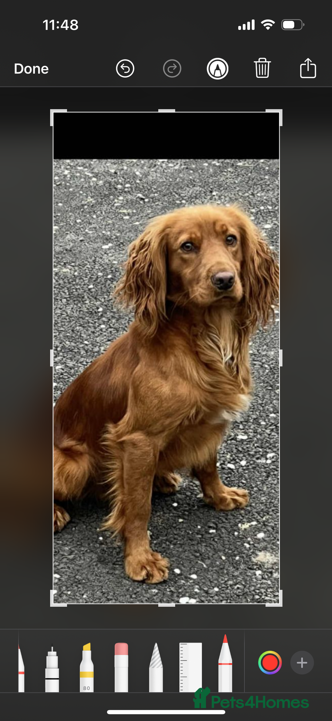 Cocker Spaniel dogs for sale: Kc cocker spaniels  - Image 4