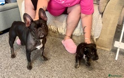 Mixed Breed dogs for sale: Female Frenchie X Miniature Poodle Puppy - Image 5