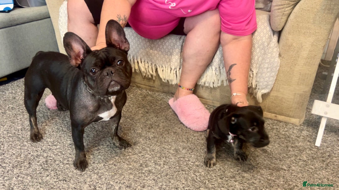 Mixed Breed dogs for sale: Female Frenchie X Miniature Poodle Puppy - Image 5
