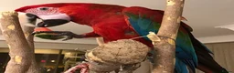 Macaws birds for sale: Proven hand-raised pair green wing Macaws for sale - Advert 2