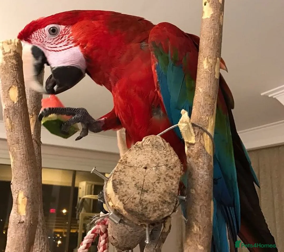 Macaws birds for sale: Proven hand-raised pair green wing Macaws for sale - Advert 2