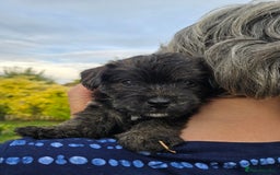 Mixed Breed dogs for sale: F1 Westipoos  - Image 15