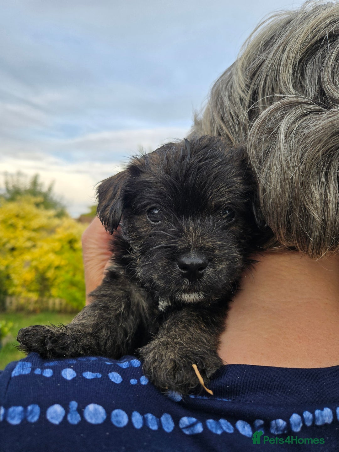 Mixed Breed dogs for sale: F1 Westipoos  - Image 15